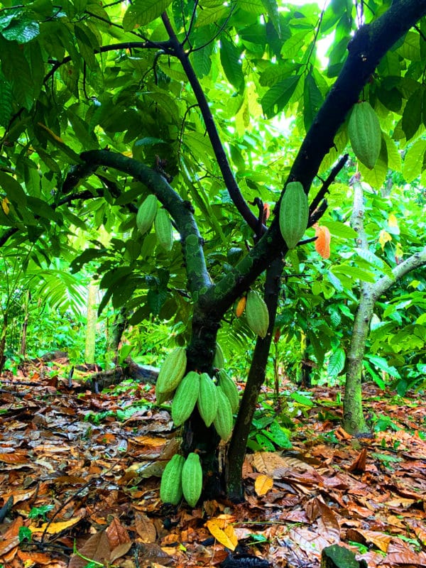 Ceremonial Cacao ~ 1-lb. - Image 15