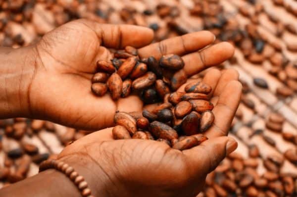 Ceremonial Cacao ~ 1-lb. - Image 5