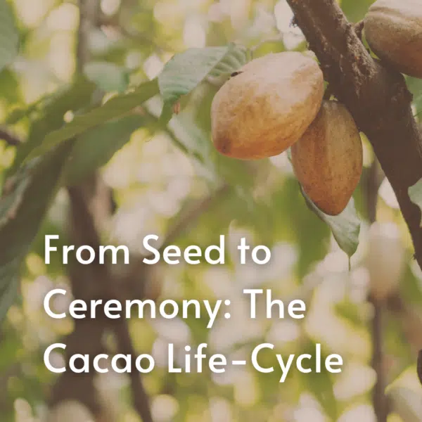 A Course in Cacao: The Art of Ceremony - Live Online June 22 - July 27, 2025 - Image 7
